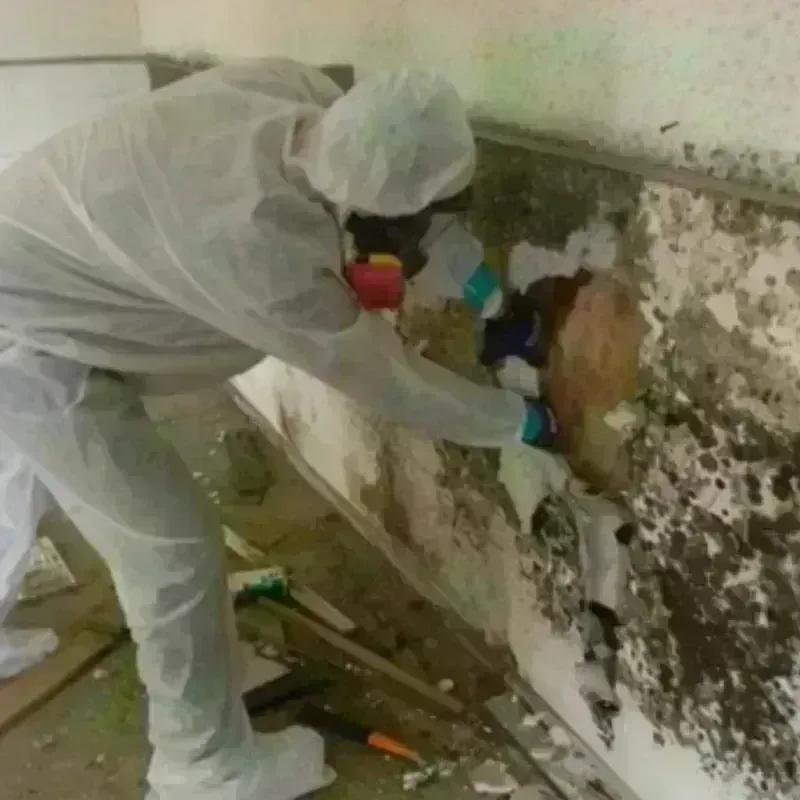 Mold Remediation and Removal in Crawford County, KS